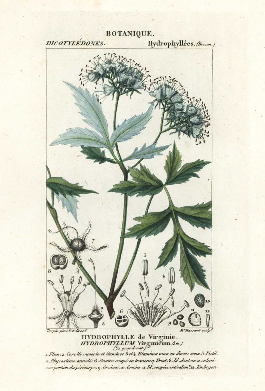 Virginia vízilevél, Hydrophyllum virginianum alkotó: Stanghi Stanghi