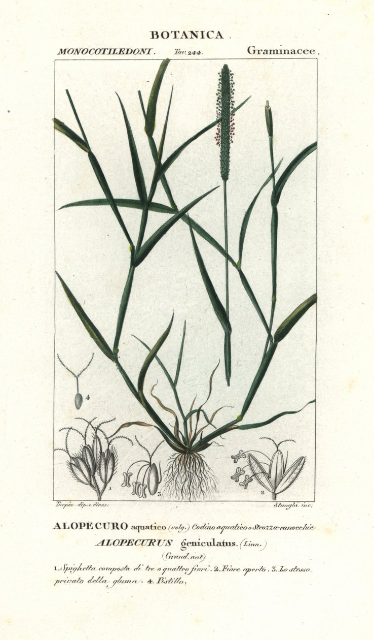 Vízi rókafarkkóró, Alopecurus geniculatus alkotó: Stanghi Stanghi