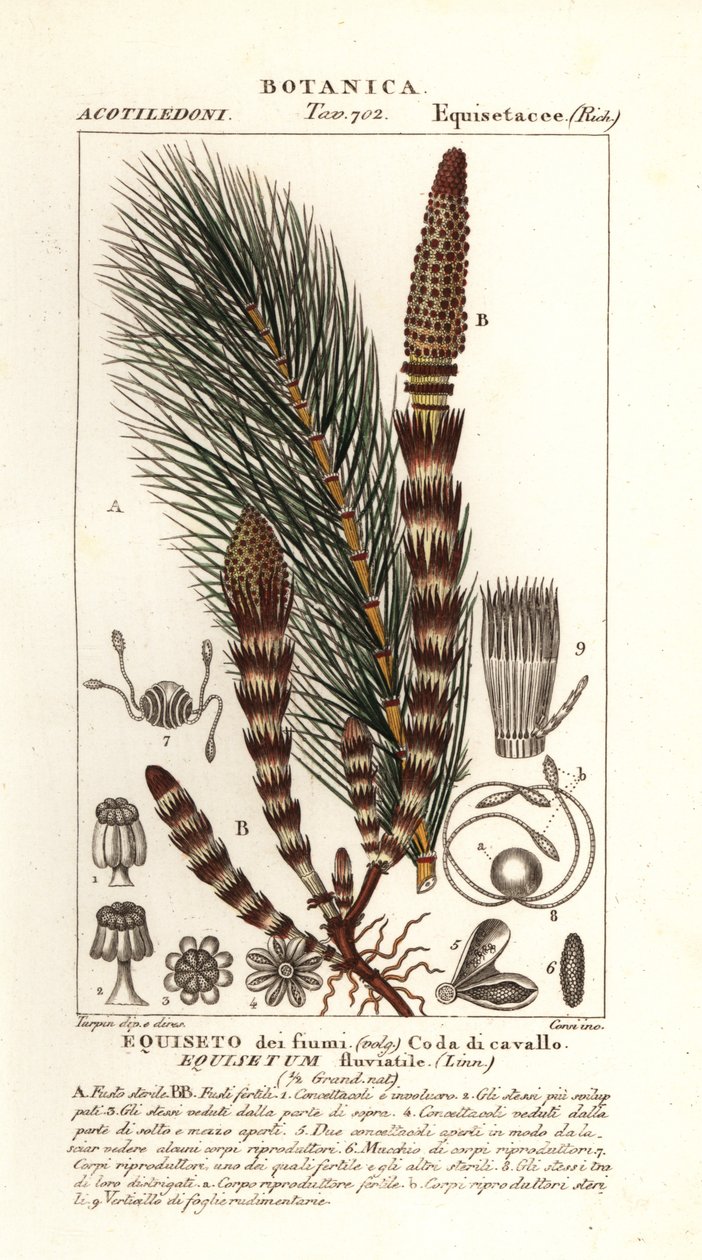 Vízi zsurló, Equisetum fluviatile alkotó: Stanghi Stanghi
