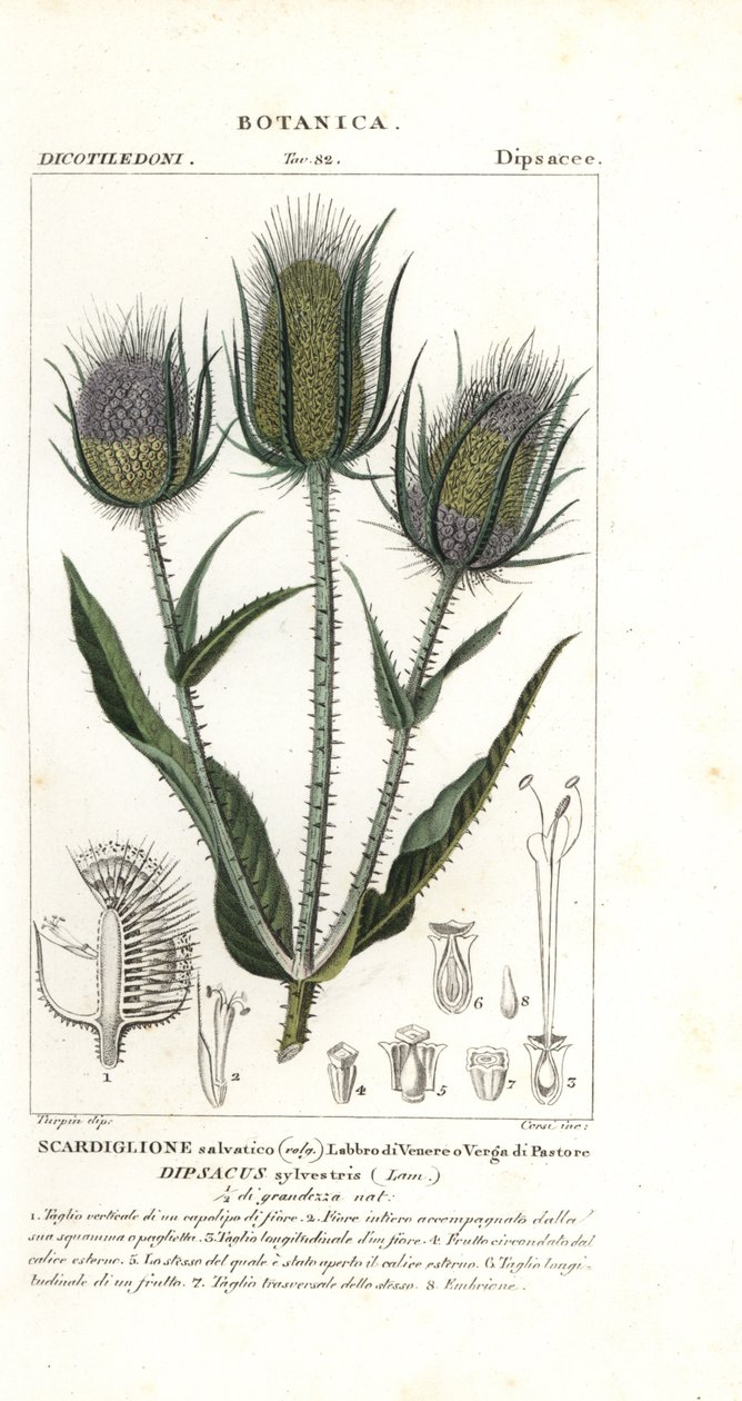 Vadondús vagy fulleres teasel, Dipsacus fullonum alkotó: Stanghi Stanghi