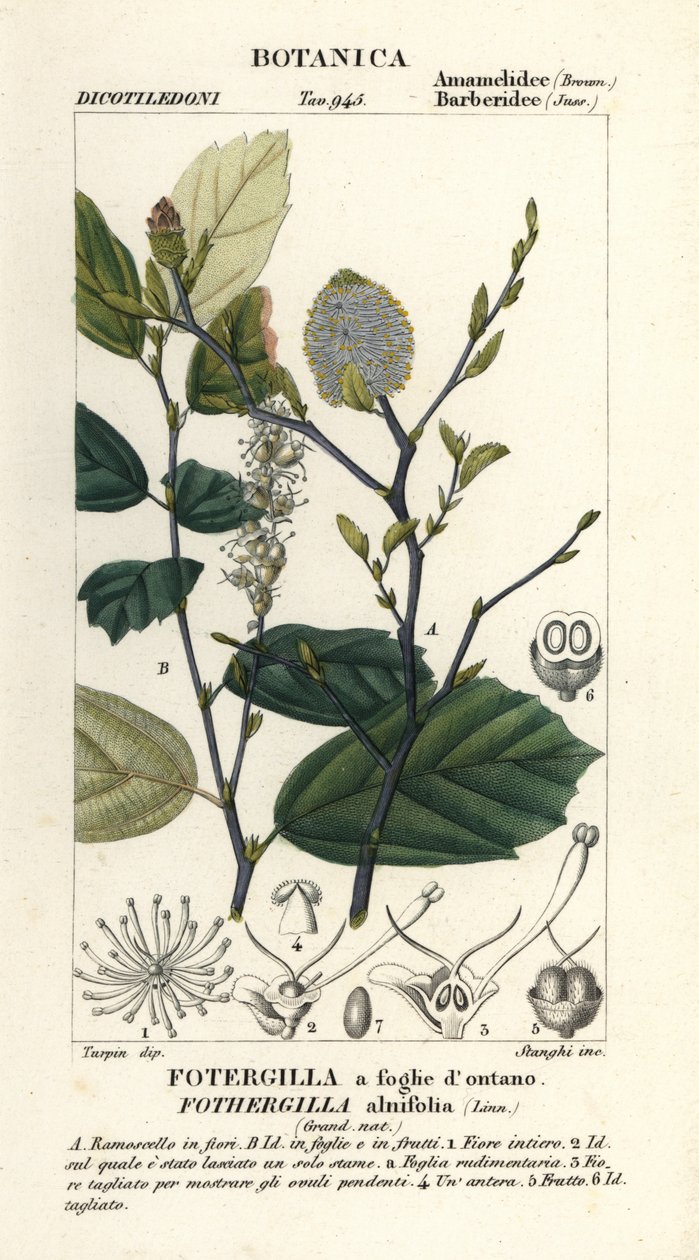 Boszorkánybodza, Fothergilla gardenii alkotó: Stanghi Stanghi