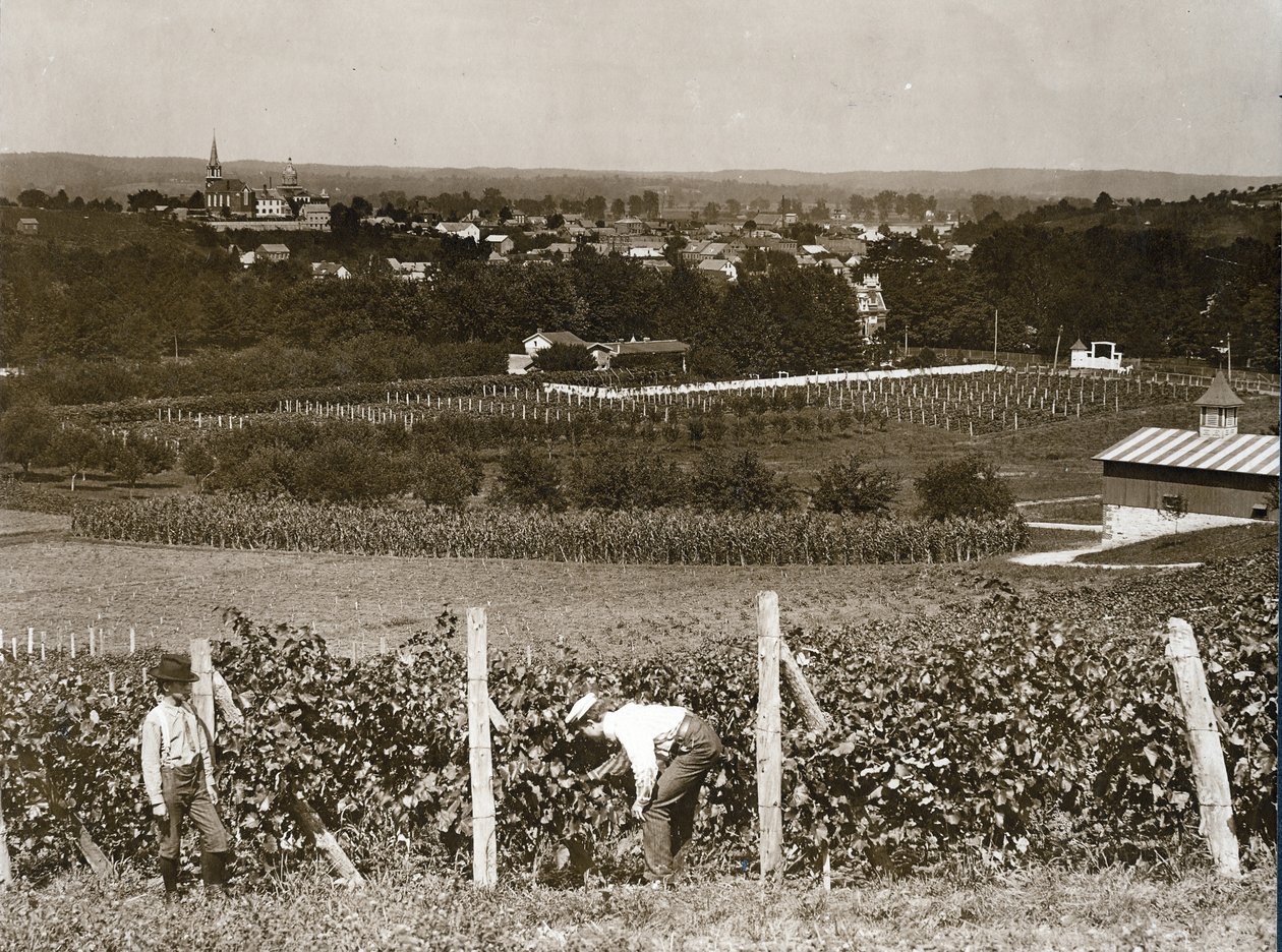 Nézd szőlőültetvények Hermann, Missouri alkotó: George Stark