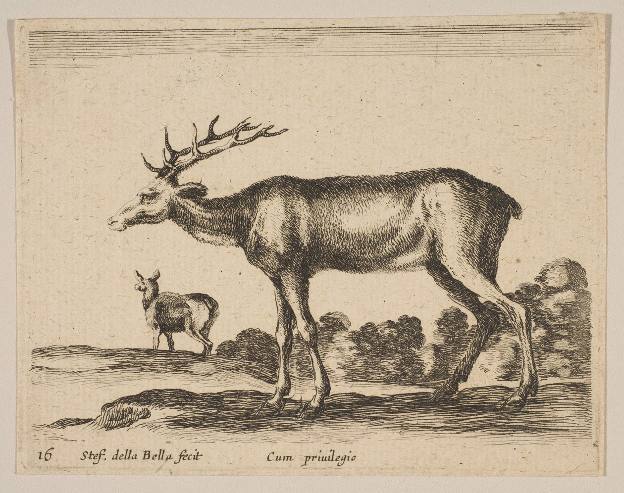 16. tábla: szarvasbika, Különféle állatokból Diversi animali, kb. 1641. alkotó: Stefano della Bella