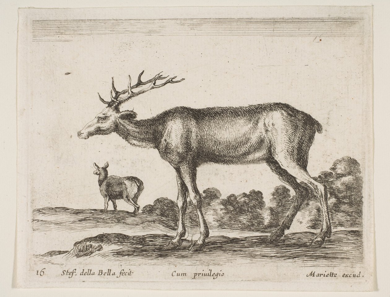 16. tábla: szarvasbika, Különféle állatokból Diversi animali, kb. 1641. alkotó: Stefano della Bella