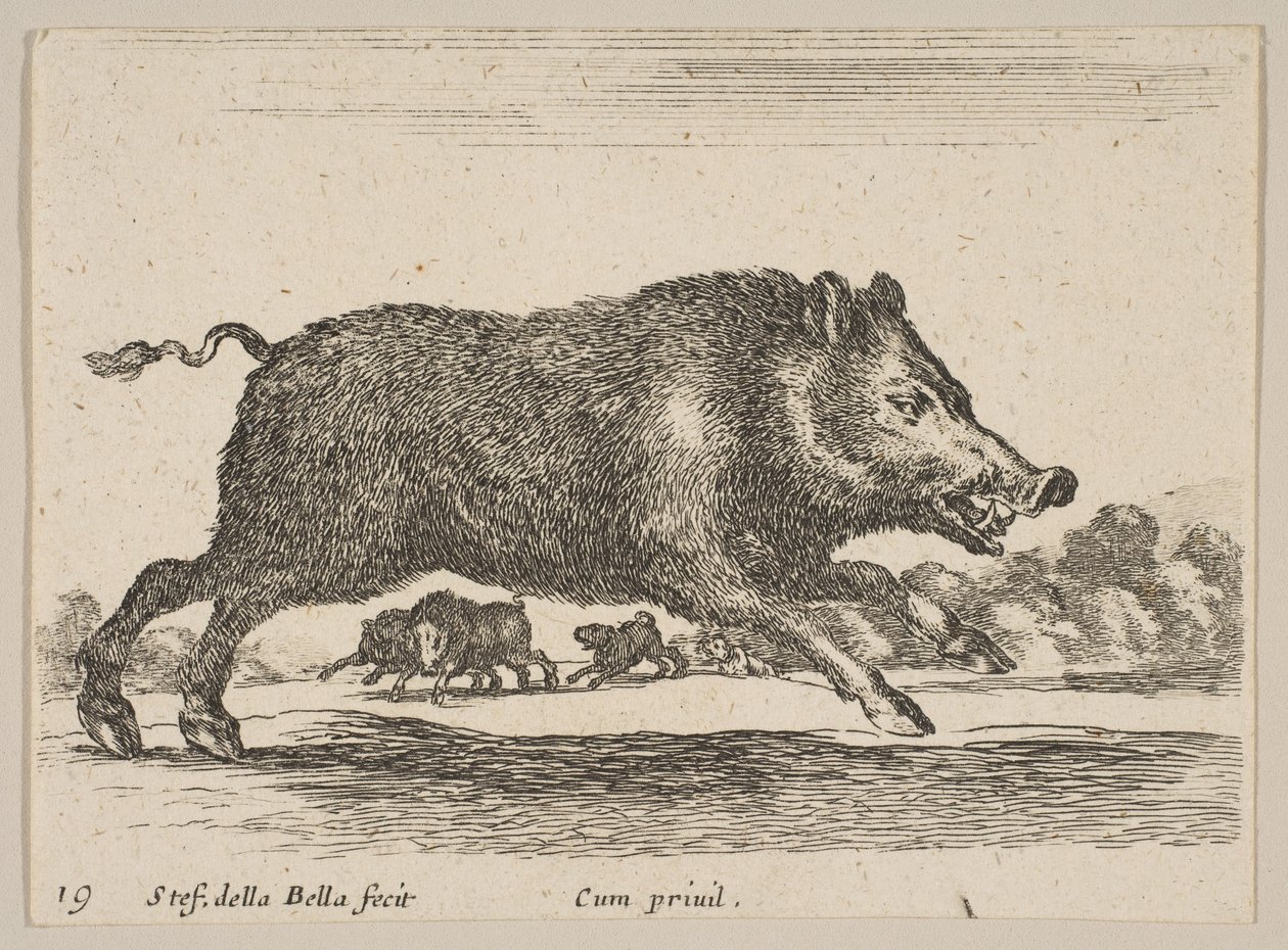 19. tábla: vaddisznó, különböző állatokból Diversi animali, kb. 1641. alkotó: Stefano della Bella