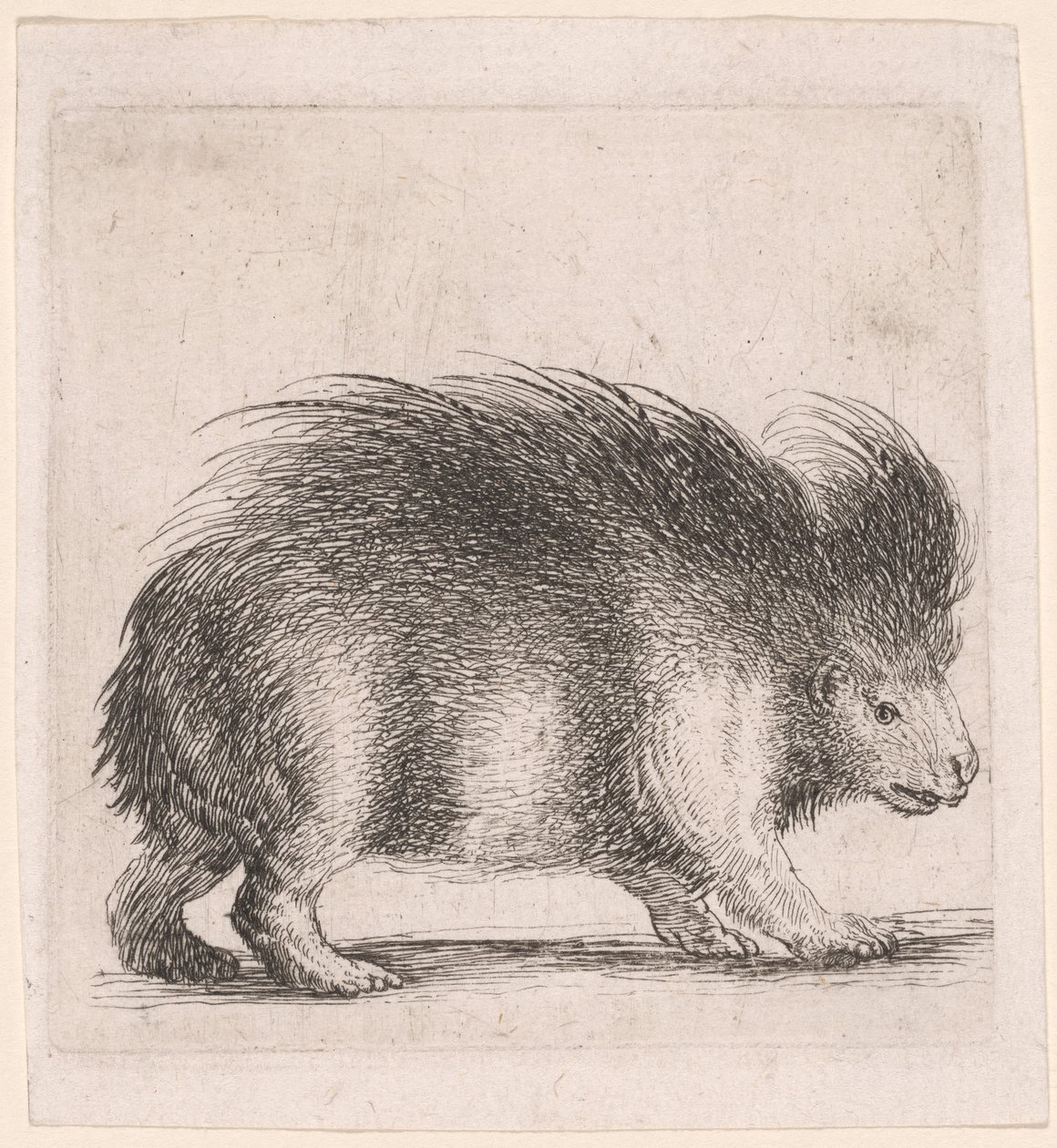 Porcupine, jobbra néző alkotó: Stefano della Bella