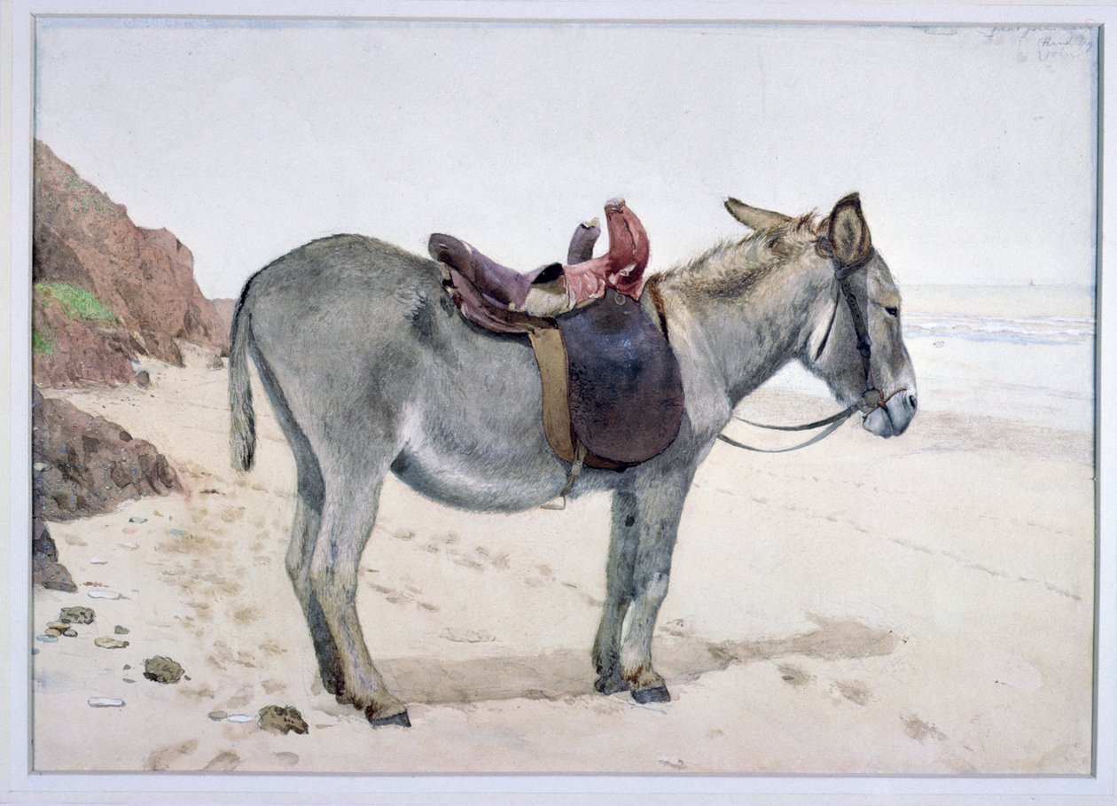 Állattanulmányok (S.Ex.2-1885) alkotó: Stephen Briggs Carlil