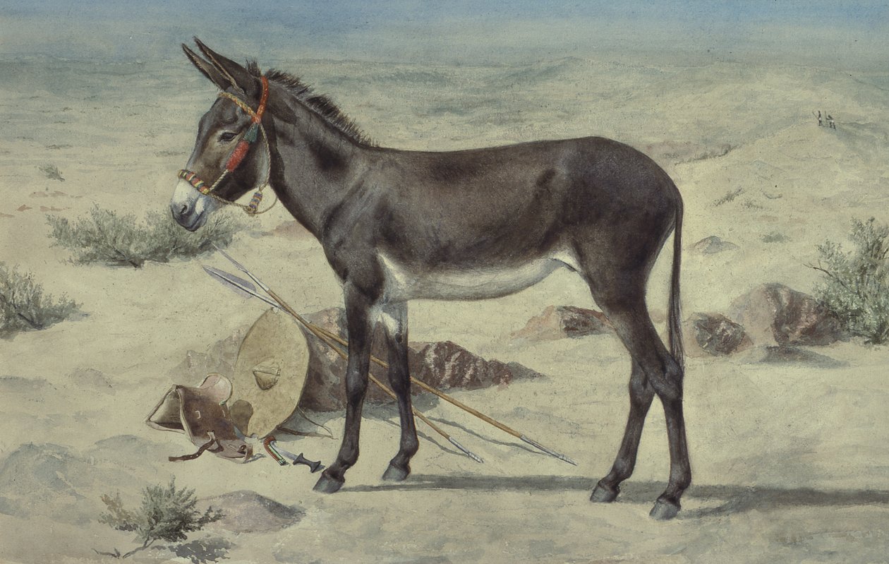 Állattanulmányok (S.Ex.3-1885) alkotó: Stephen Briggs Carlil