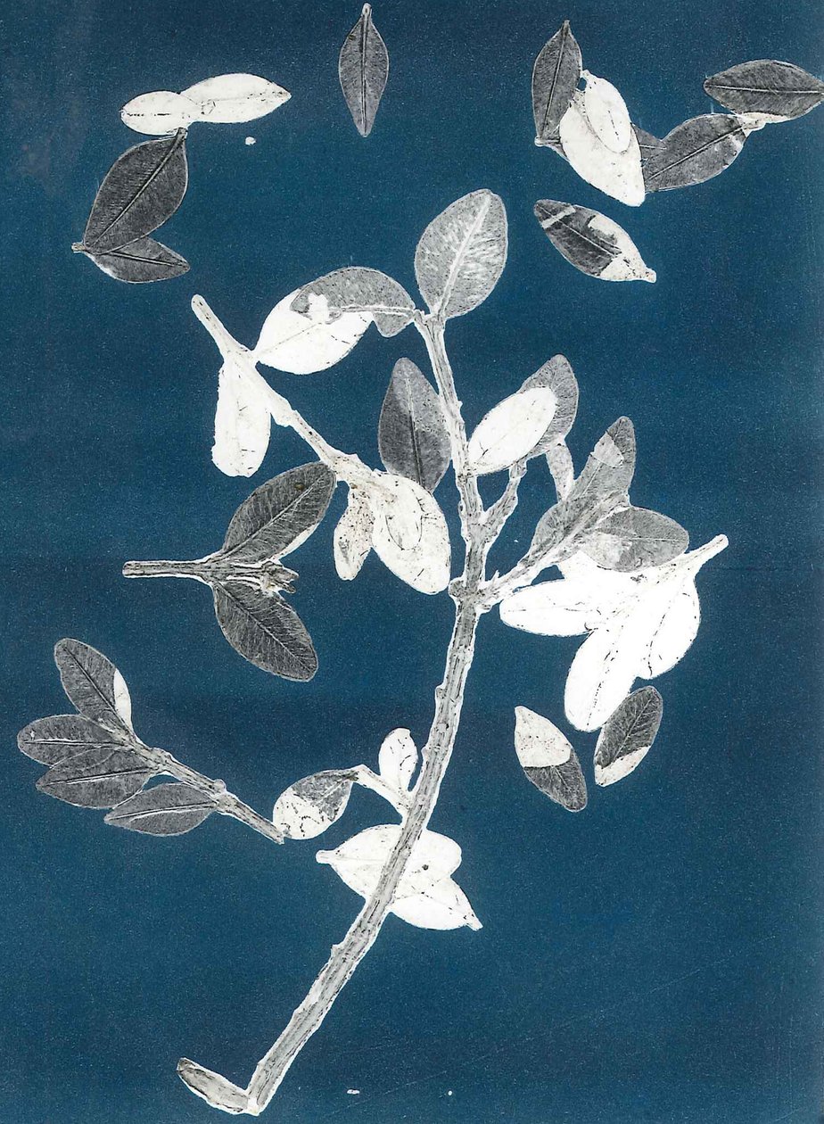 Midnight Garden II, 2015 (monoprint, papír) alkotó: Stephen Dow