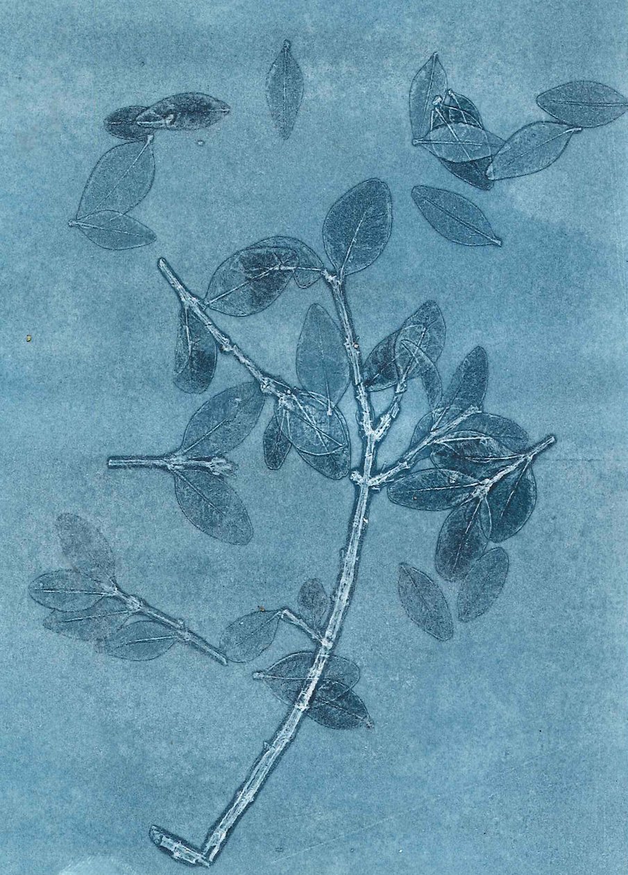 Midnight Garden I, 2015 (monoprint, papír) alkotó: Stephen Dow