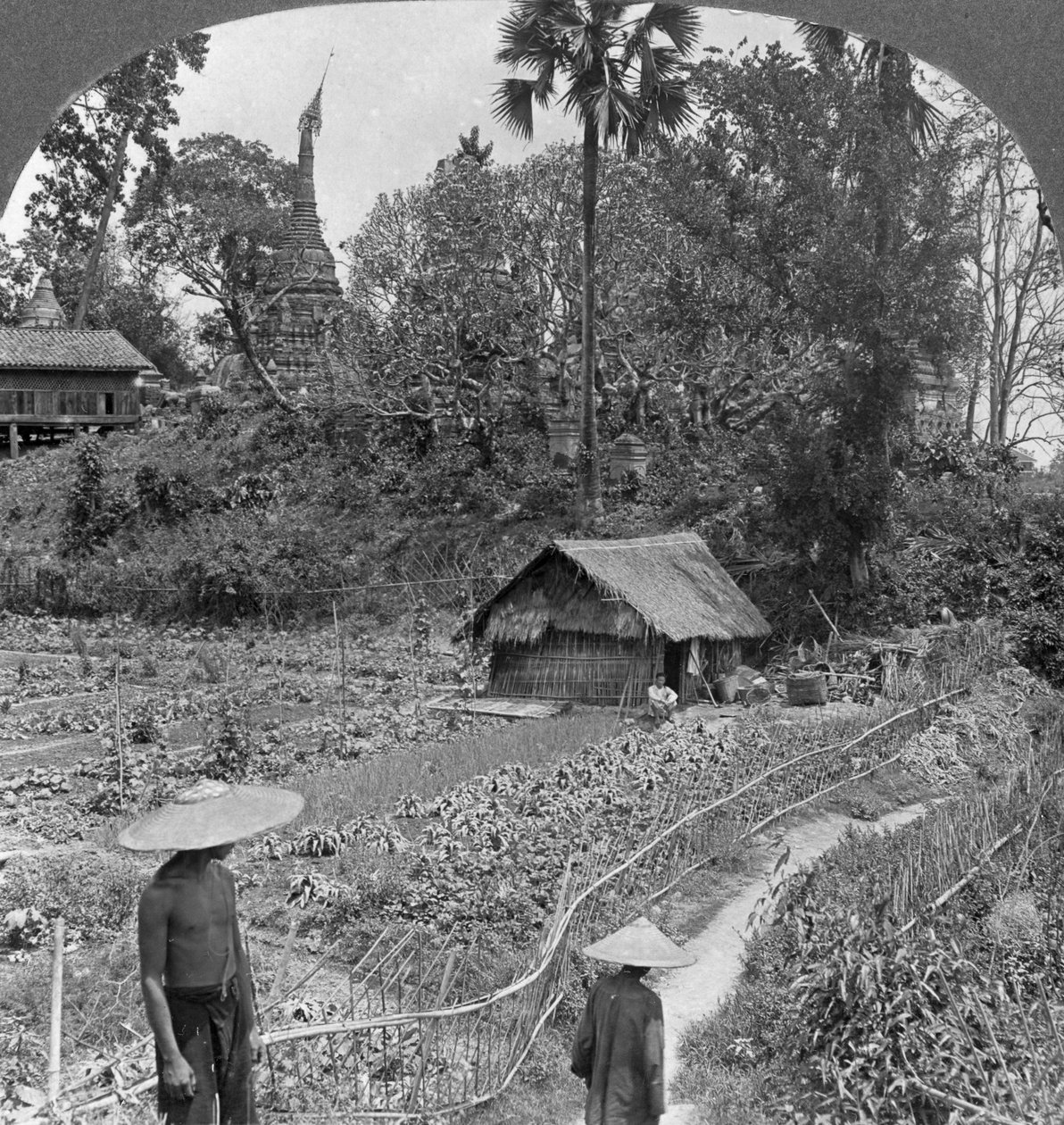 Veteményes kert pagodák között, Bhamo, Burma, 1908 alkotó: Stereo Travel Co