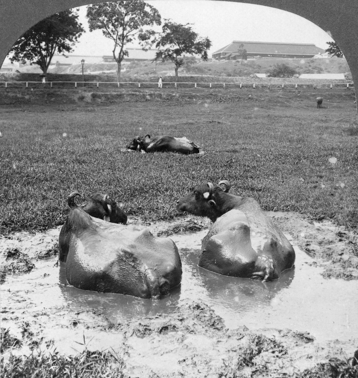 Buffalo wallow, Burma, 1908 alkotó: Stereo Travel Co
