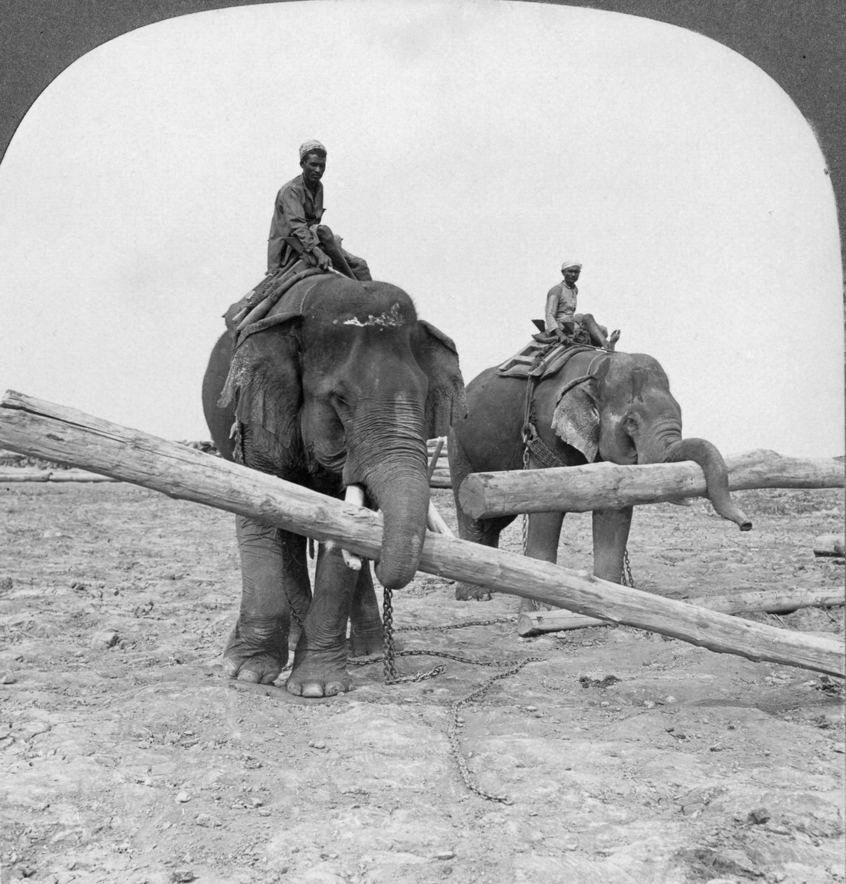 Elefántok dolgoznak egy fatelepen, Rangoon, Burma, 1908 alkotó: Stereo Travel Co