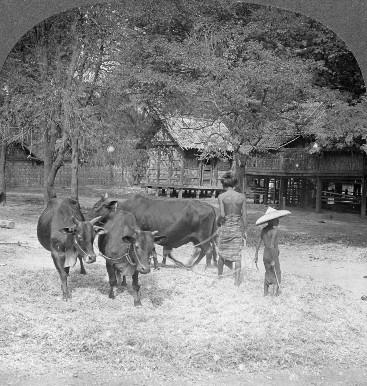Rizscséplés, Amarapura, Burma, 1908 alkotó: Stereo Travel Co