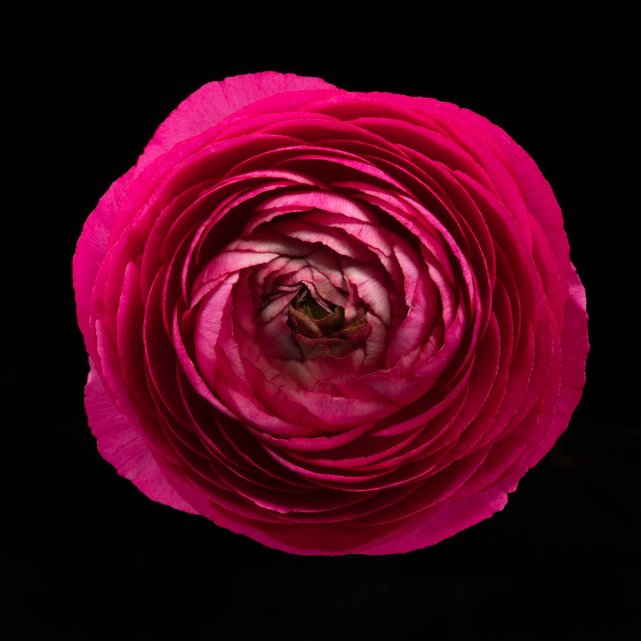 Ranunculus No. 01, 2020 (fénykép) alkotó: Steve Gallagher