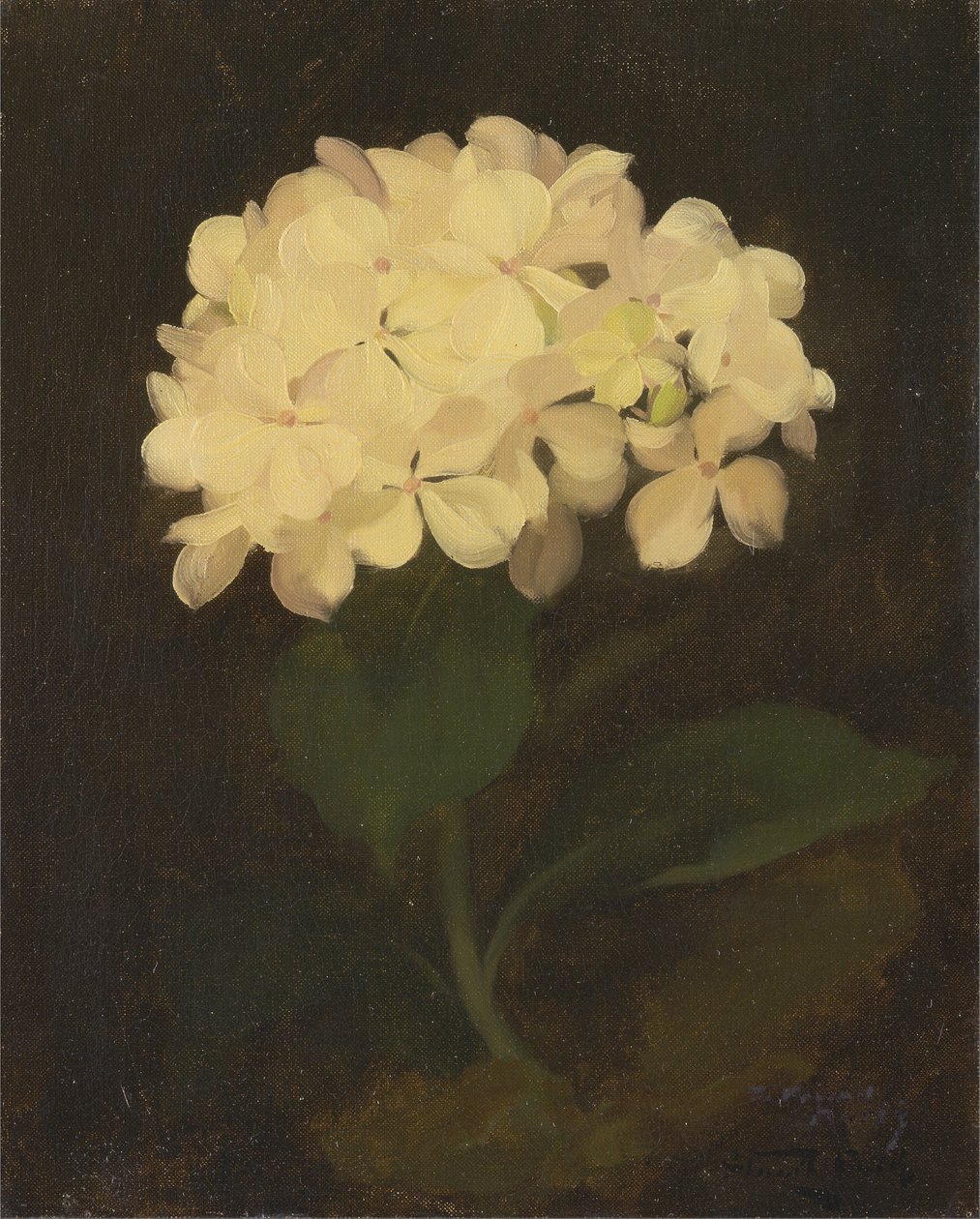 Fehér hortenzia alkotó: James Stuart Park