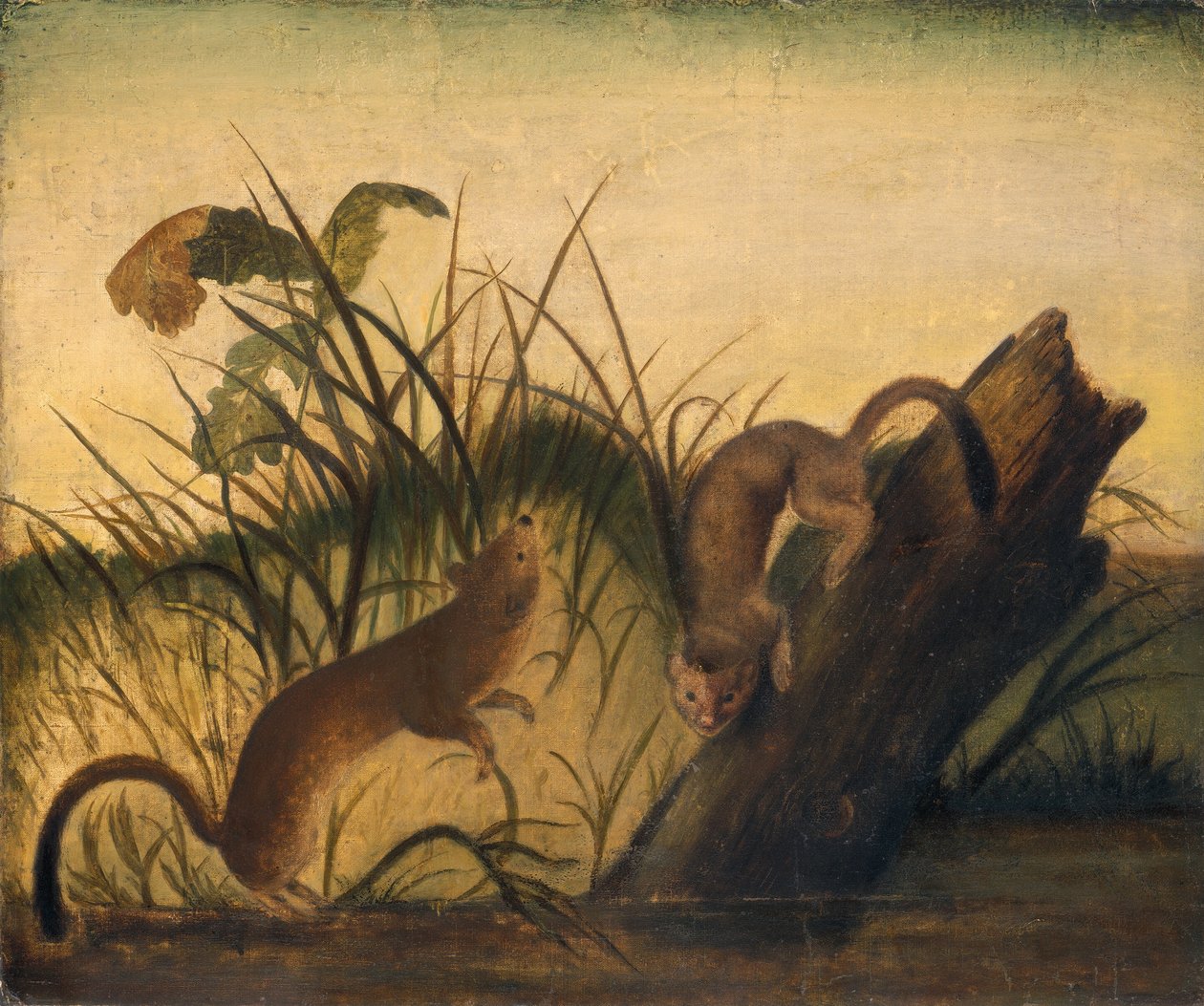Hosszúfarkú menyét alkotó: Studio of John James Audubon