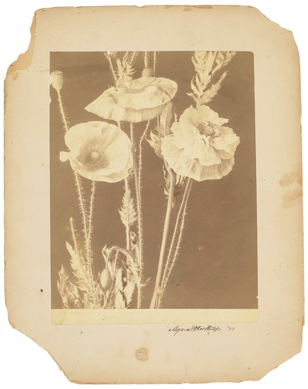 Pipacsok, 1898-1920 körül (fekete-fehér fotó) alkotó: Studios Tiffany