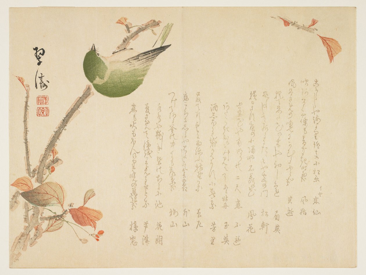 Japán csalogány ágon ülve (színes fatömbnyomat) alkotó: Suit