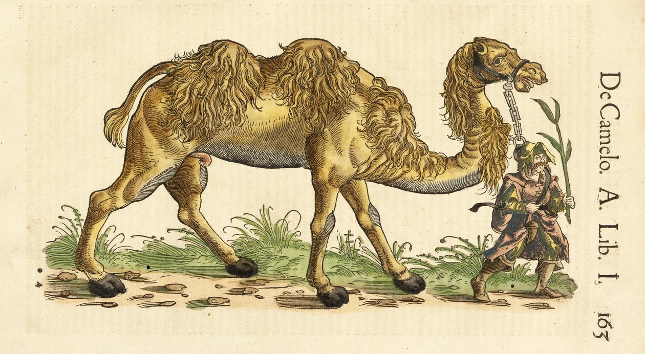 Baktriai teve a Historiae Animaliumból, Conrad Gessner (1516 - 1565), c. 1551-58 (kézzel színezett fametszet) alkotó: Swiss School