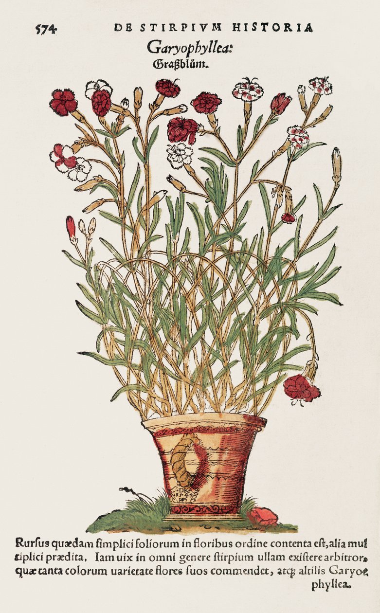 Szegfű, a De Historia Stirpiumból, Leonard Fuchs (1501-66) 1545 alkotó: Swiss School