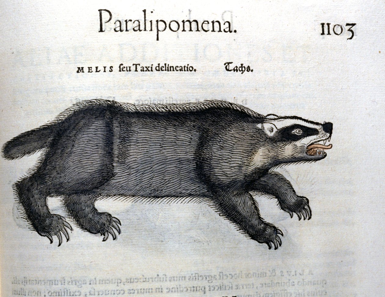 Borz, illusztráció Conrad Gesner „Historia Animalium” című művéből alkotó: Swiss School