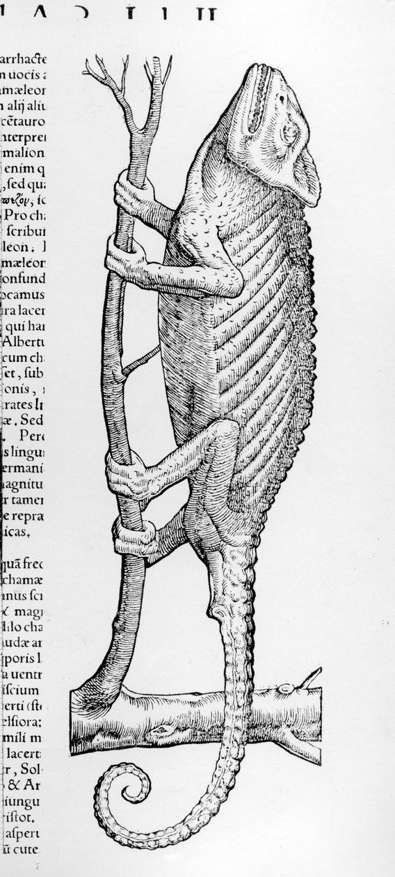 Kaméleon, illusztráció Conrad Gesner „Historiae animalium liber II: De quadrupedibus Oviparis” című művéből, 1554. alkotó: Swiss School