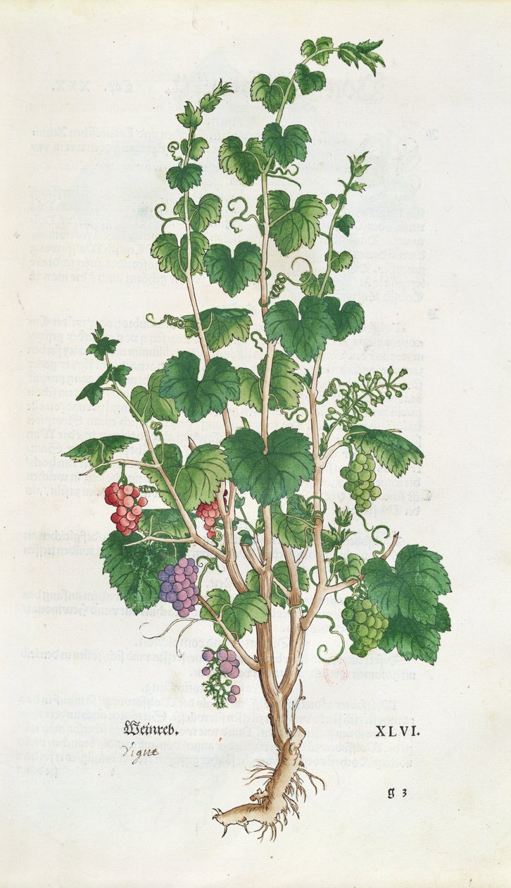 Szőlő (Vitis Vinifera) botanikai lemez a De Historia Stirpiumból, Leonard Fuchs (1501-66) 1543 alkotó: Swiss School