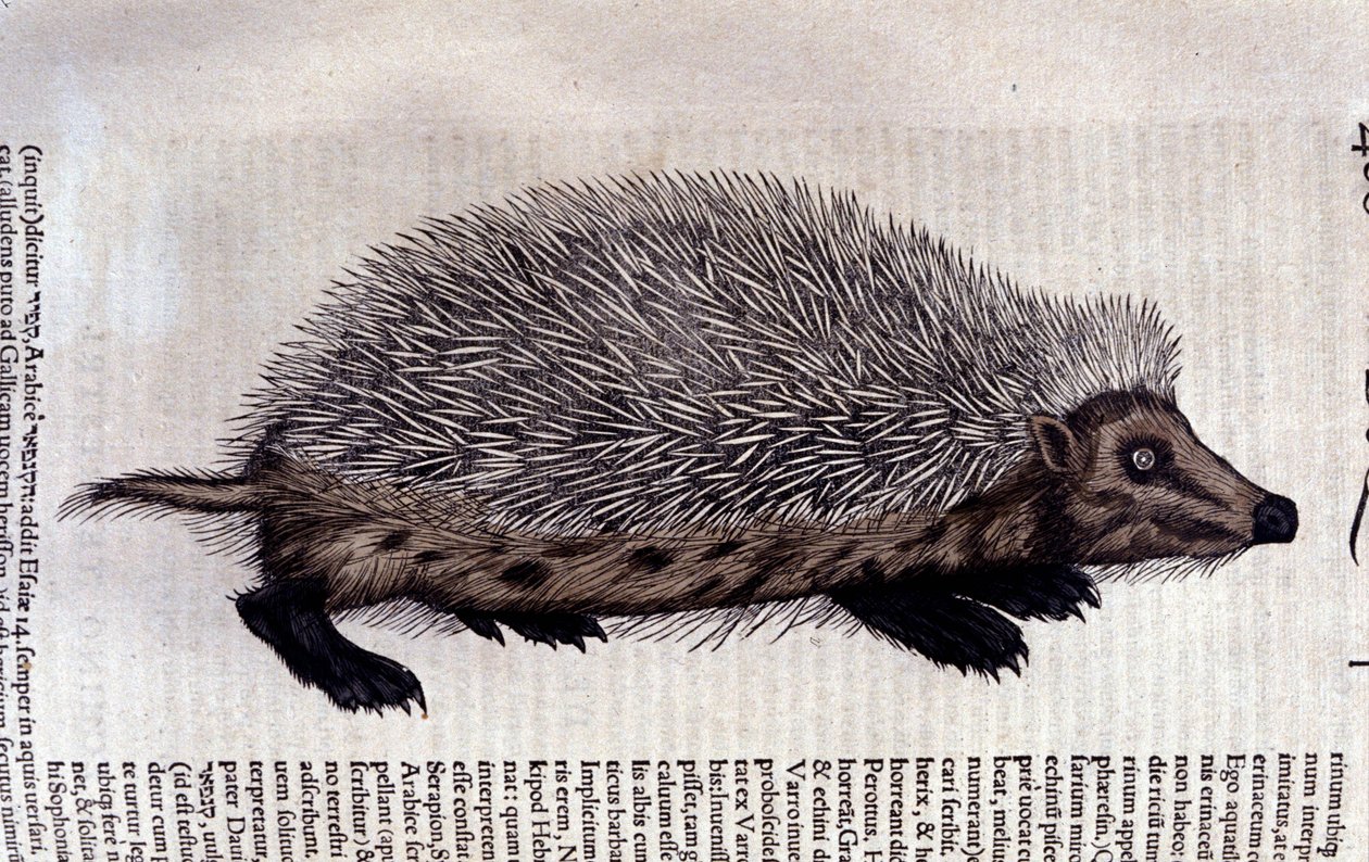 Sün, illusztráció a „Historia animalium”-ból, Conrad Gesner alkotó: Swiss School