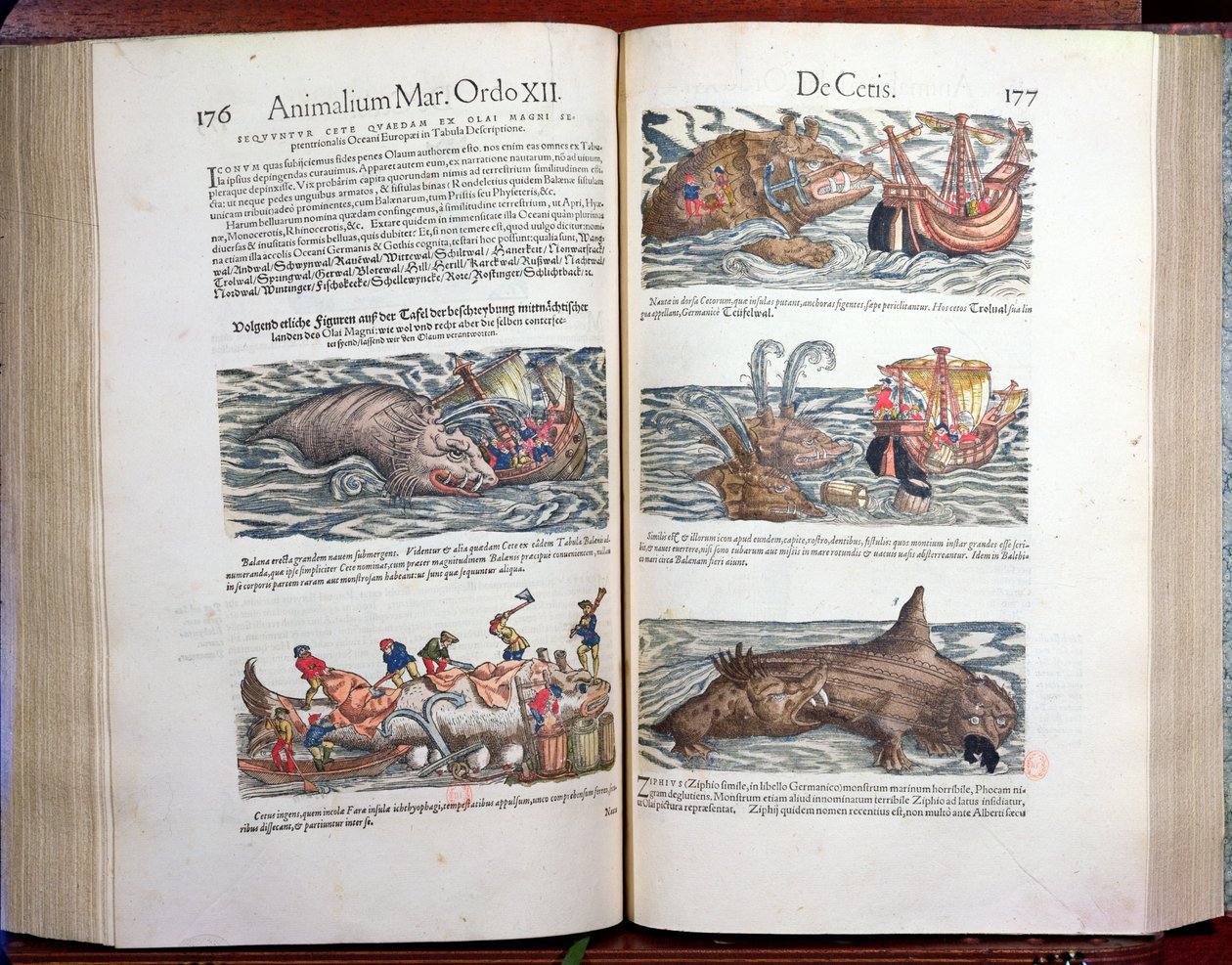 Egy bálna és bálnavadászat egyesítése, Conrad Gesner (1516-65) svájci természettudós Appendix historiae quadrupedum, viviparorum et ovipororum című kötetéből, 1554 (színes metszet) alkotó: Swiss School