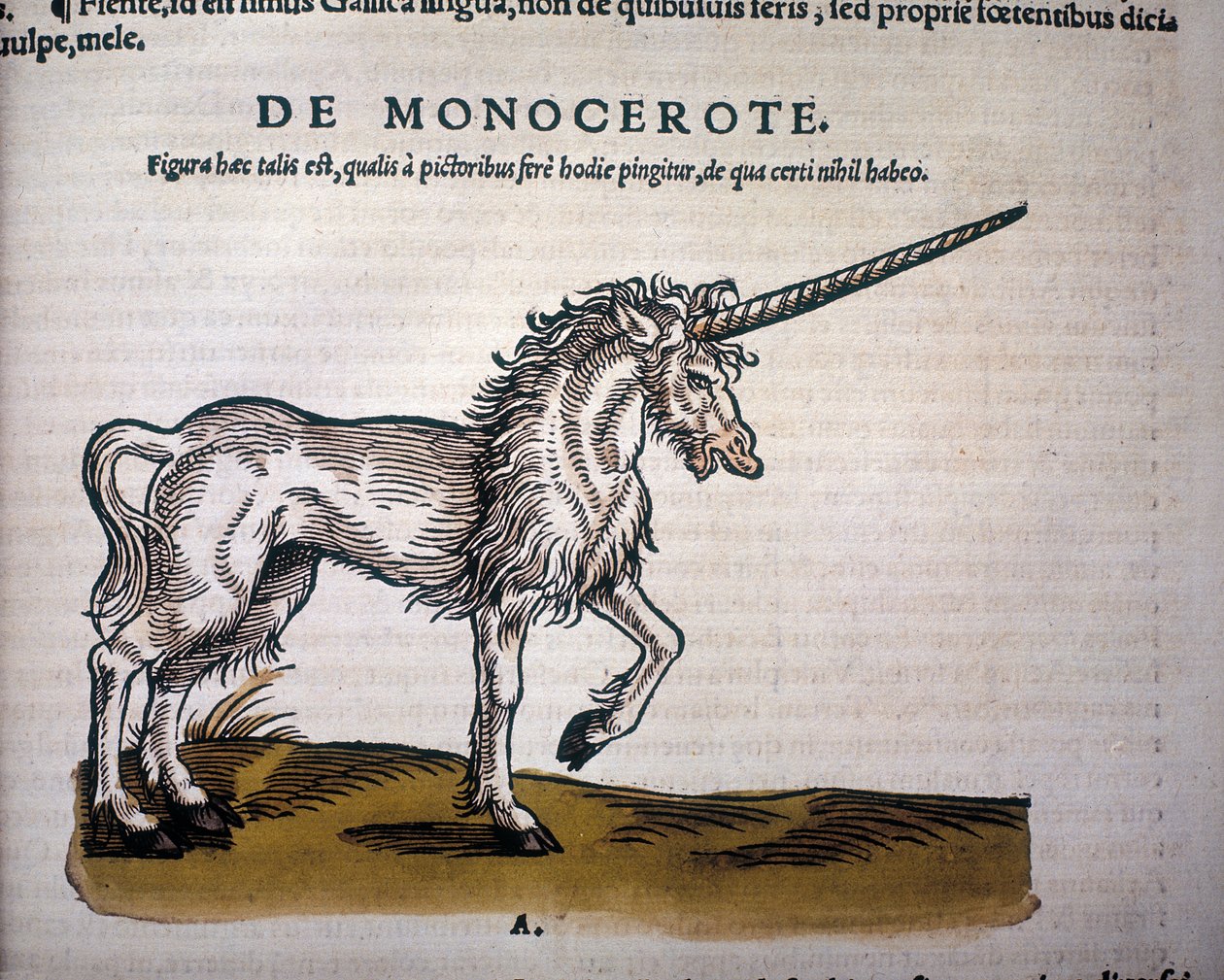 Egyszarvú, illusztráció Conrad Gesner „Az állatok története” című könyvéből alkotó: Swiss School