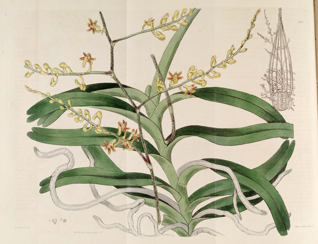A Cleisostoma paniculatum illusztrációja (mint szin. Aerides paniculata) alkotó: Sydenham Teast Edwards