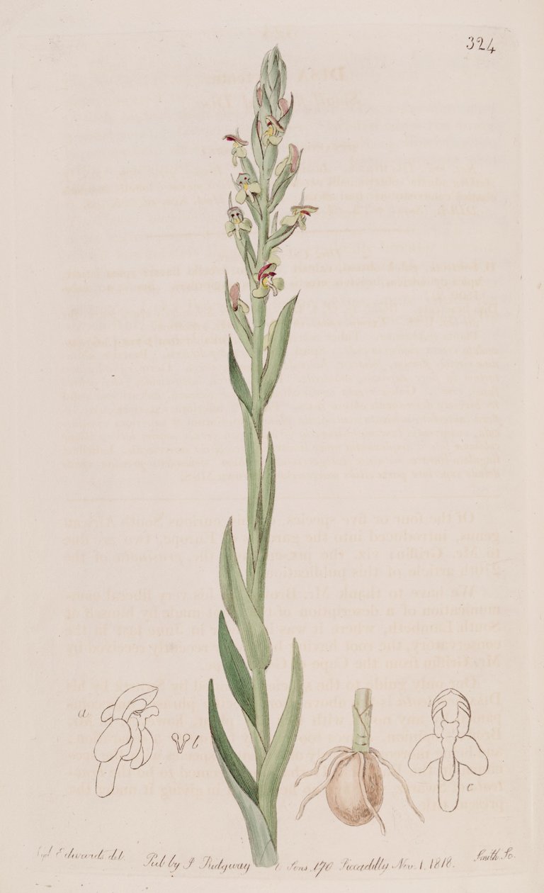 Disa bracteata illusztrációja alkotó: Sydenham Teast Edwards
