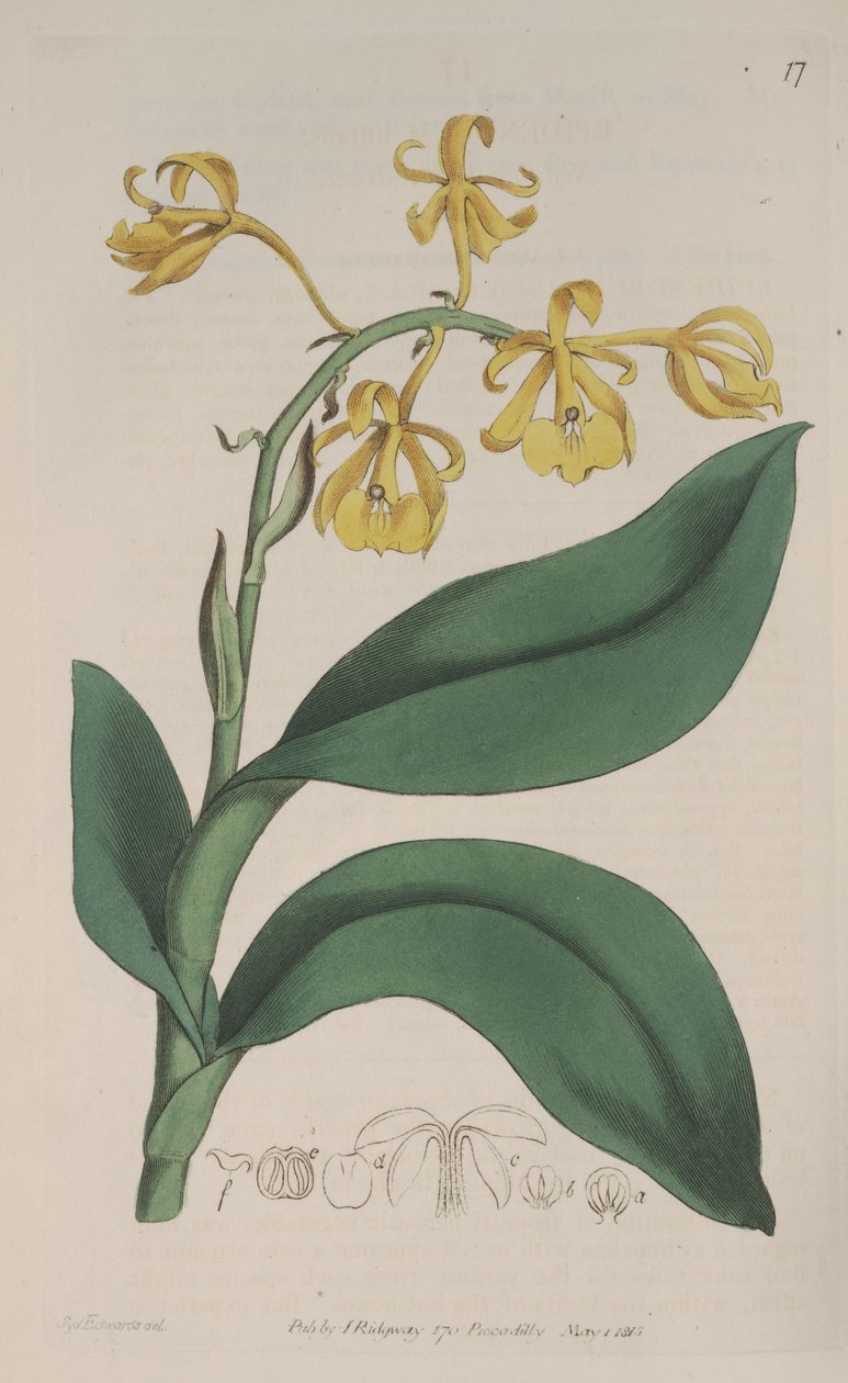 Illusztráció: Epidendrum nutans alkotó: Sydenham Teast Edwards
