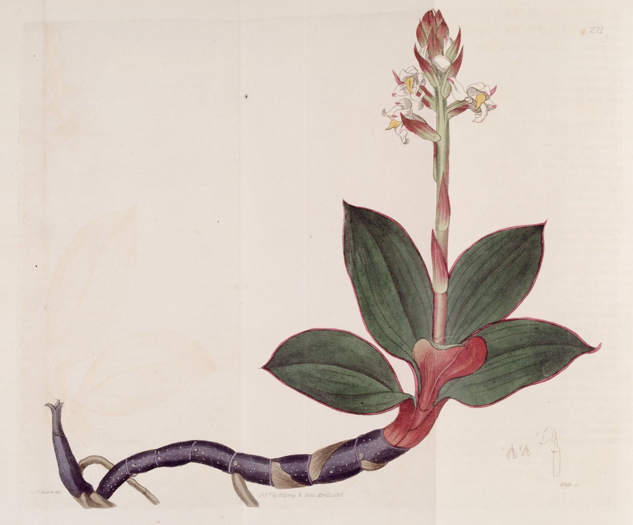 A Ludisia discolor illusztrációja (mint a Goodyera discolor szinonimája) alkotó: Sydenham Teast Edwards