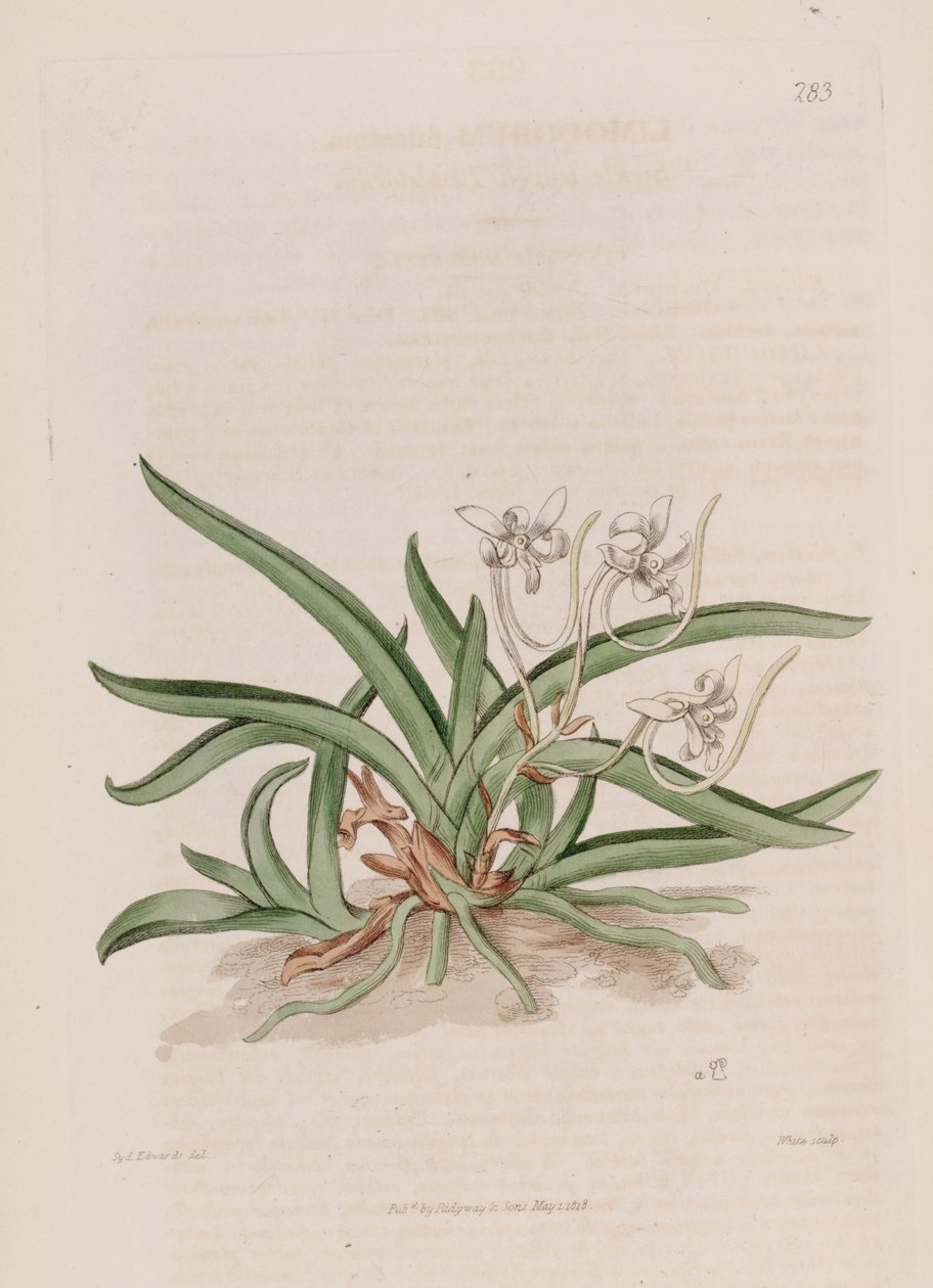 A Neofinetia falcata illusztrációja (mint szin. Limodorum falcatum) alkotó: Sydenham Teast Edwards