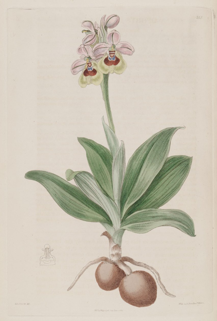 Ophrys tenthredinifera illusztrációja alkotó: Sydenham Teast Edwards