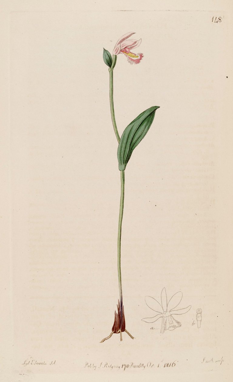 Illusztráció: Pogonia ophioglossoides alkotó: Sydenham Teast Edwards