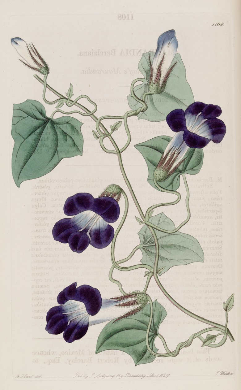 Maurandya barclaiana alkotó: Sydenham Teast Edwards