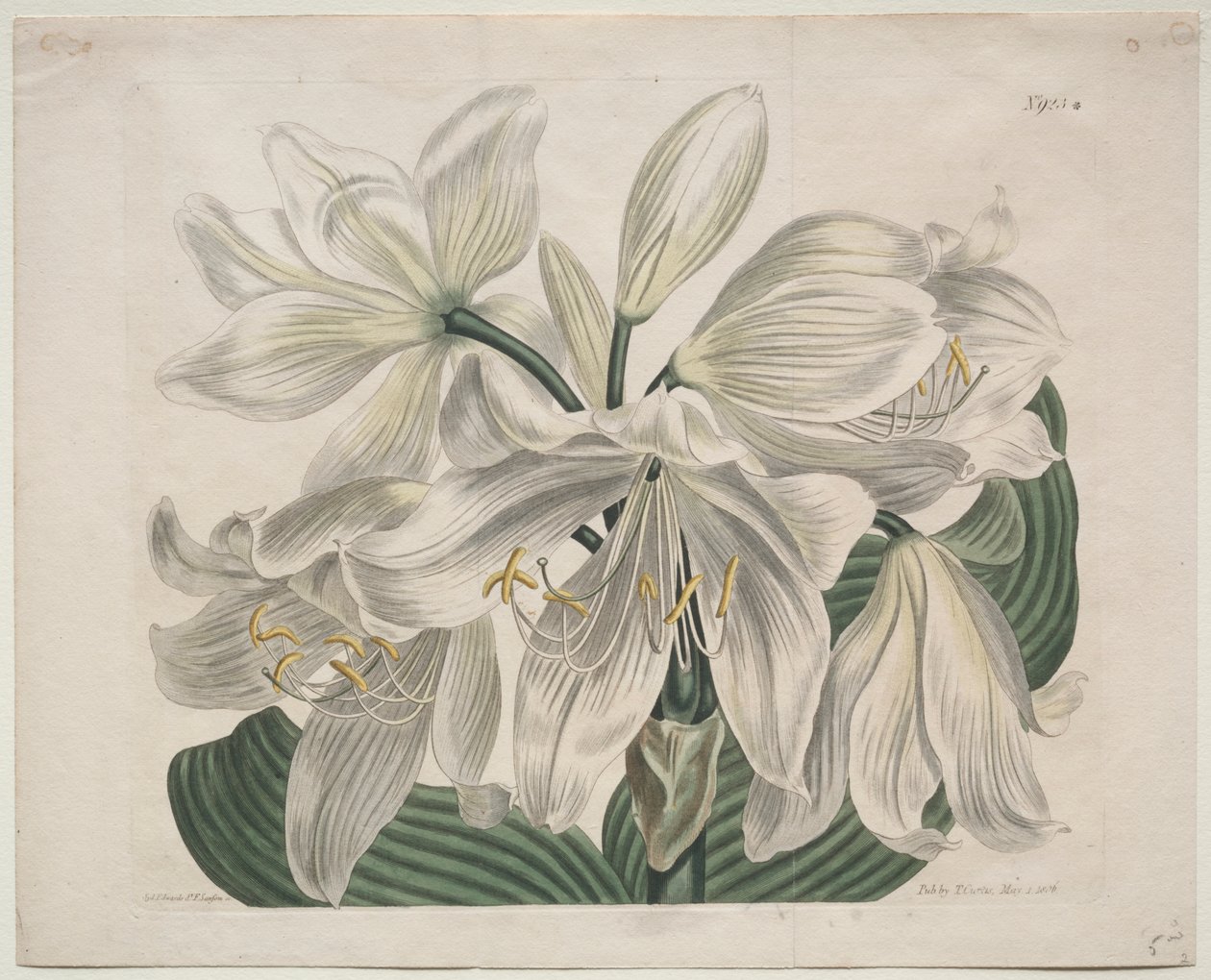 A Botanikai Magazin vagy a Virágoskert Megjelenítve: White Cape - Coast Lily alkotó: Sydenham Edwards