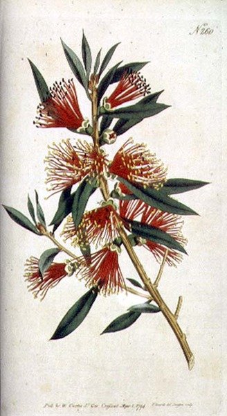 Kemény levelű Metrosideros (Metrosideros citrina), William Curtis "The Botanical Magazine" (vagy "Flower Garden Displayed"), gravírozott F. Sansom, pub. 1794 (metszet) alkotó: Sydenham Teast (after) Edwards
