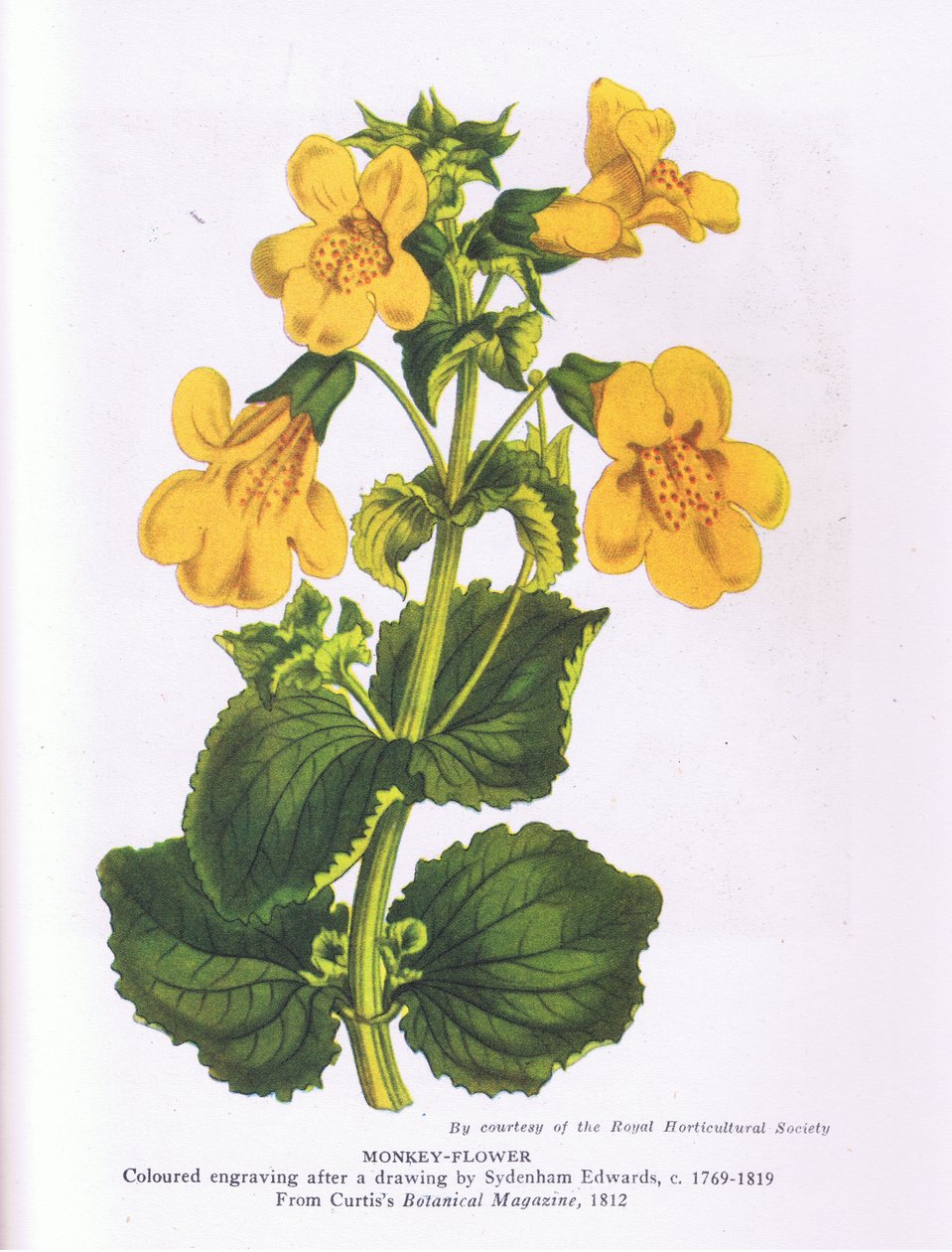 Monkey Flower, Nature in Britain kiadó: Collins 1946 (színes litó) alkotó: Sydenham Teast (after) Edwards
