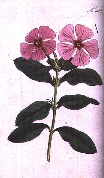 A madagaszkári rózsavirág (Vinca rosea madagascar), 248. tábla William Curtis "The Botanical Magazine" (vagy "Flower Garden Displayed") című művéből, metszette: F. Sansom, pub. 1793-94 (metszet) alkotó: Sydenham Teast (after) Edwards