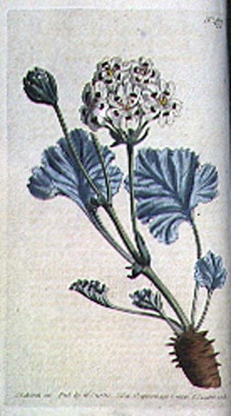 Vastag szárú darucsőr (Pelargonium crassicaule), 477. tábla William Curtis "The Botanical Magazine" (vagy "Flower Garden Displayed") című művéből, metszet: F. Sansom, pub. 1799 (metszet) alkotó: Sydenham Teast (after) Edwards