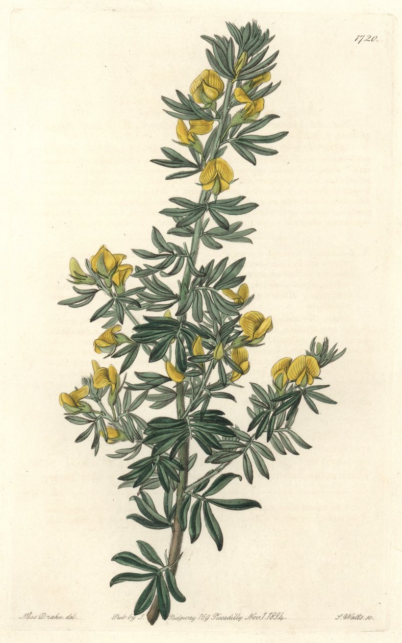 Adesmia de Loudon, Tasmaniában (Ausztrália) őshonos – S. Watts vize Sarah Anne Drake (1803-1857) illusztrációjából, a botanikai nyilvántartásból alkotó: Sydenham Teast Edwards
