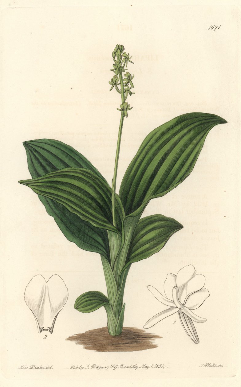 African Liparis Orchidea - Water forte S. Watts által Sarah Anne Drake (1803-1857) illusztrációjáról, a Botanical Registerből alkotó: Sydenham Teast Edwards
