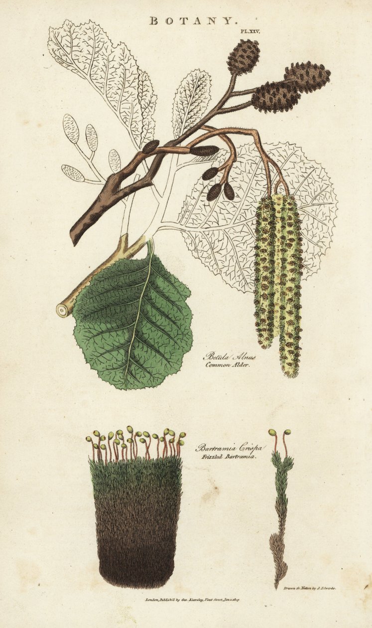 Éger (aune) és mohafajta - Közönséges égerfa, Betula alnus, és fodros bartramia, Bartramia crispa. Kézi színű rézmetszet Sydenham Edwards nyomán, John Mason Good Pantologia, a New Encyclopedia című művéből, G. Kearsley, London alkotó: Sydenham Teast Edwards