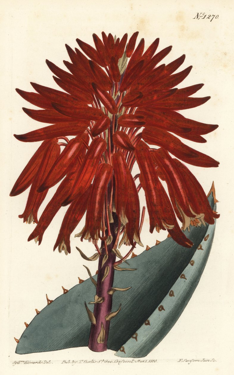 Aloe - Rubble aloe, Aloe perfoliata (Mitre aloe, Aloe mitraeformis). F. Sansom Jr. kézi színű rézmetszete Sydenham Edwards illusztrációja után a William Curtis Botanical Magazine-ból, T. Curtis, London alkotó: Sydenham Teast Edwards