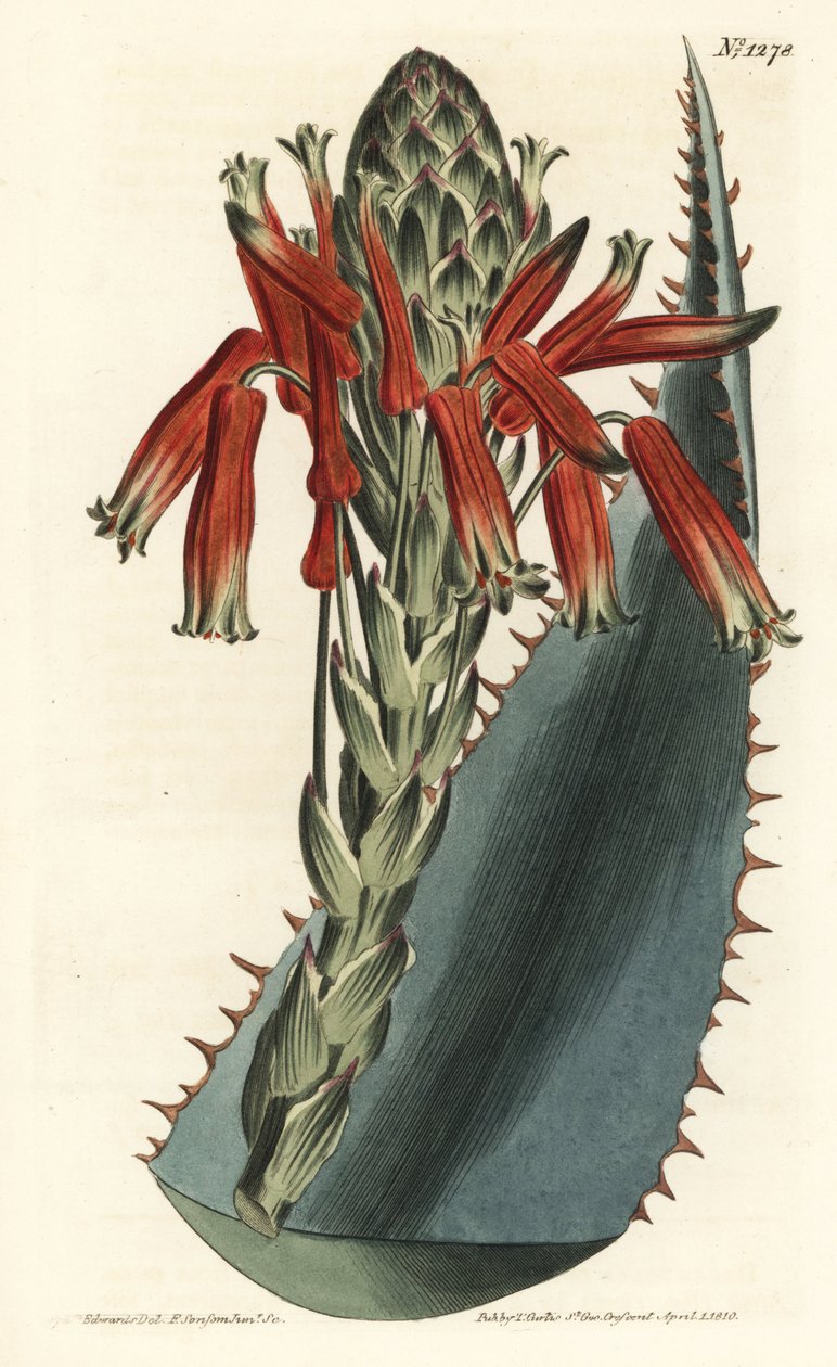 Aloe variete – Kék aloe, Aloe glauca (Vörös tüskés glaukózus aloe, Aloe rhodacantha) – F. Sansom Jr. kézi színű rézmetszet, Sydenham Edwards illusztrációja után, William Curtis Botanical Magazine, T. Curtis, London alkotó: Sydenham Teast Edwards