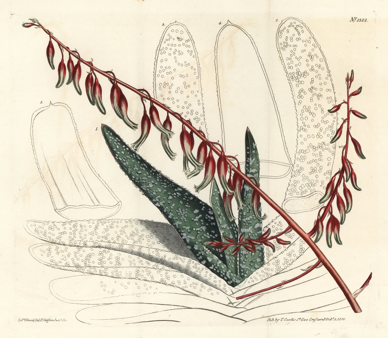 Aloes eventails - Fan aloe, Aloe plicatilis (Tongue aloe, Aloe lingua). F. Sansom Jr. kézi színű rézmetszete Sydenham Edwards illusztrációja után a William Curtis Botanical Magazine-ból, T. Curtis, London alkotó: Sydenham Teast Edwards